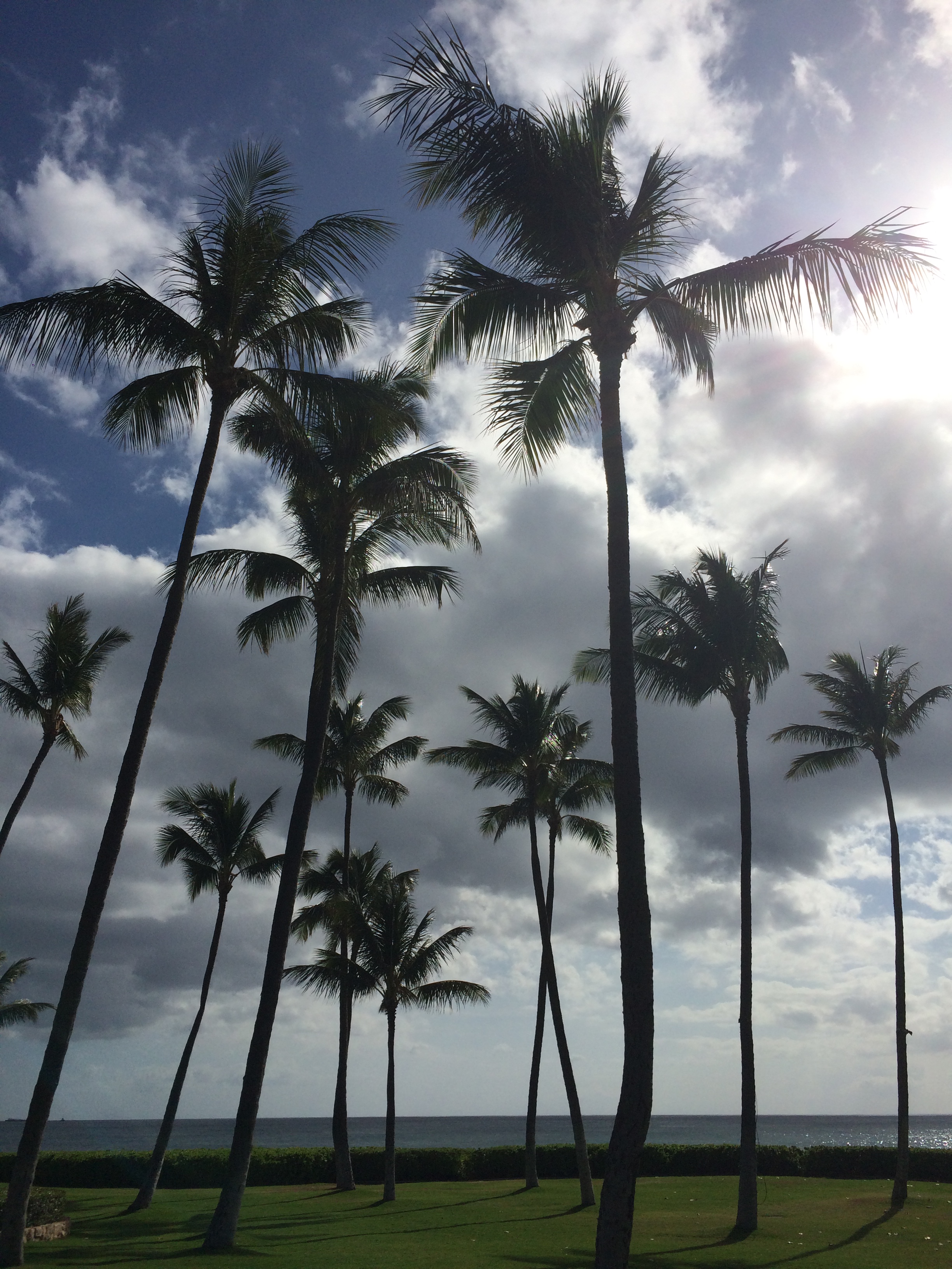 after-the-rain.org / Palm trees in Hawaii