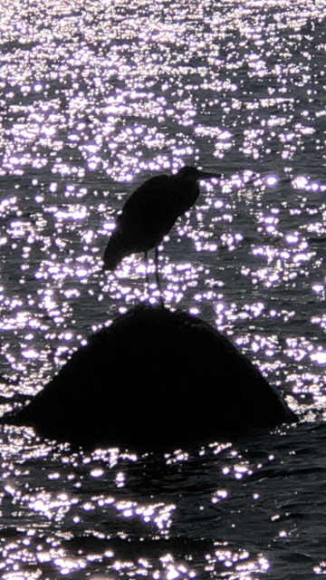 after-the-rain.org / Blue Heron by the Salish Sea