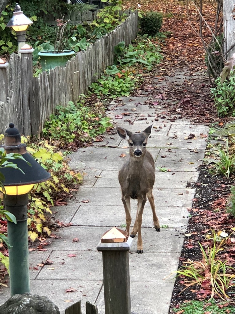 after-the-rain.org / Deer at the cottage