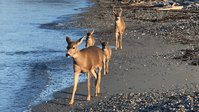after-the-rain.org / Deer on Whidbey Island