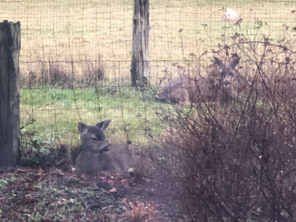 after-the-rain.org / Doe and fawn