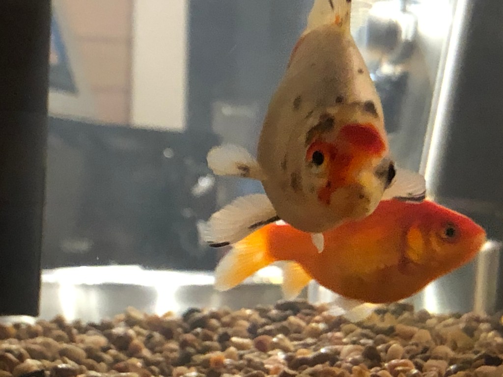 after-the-rain.org / Goldfish