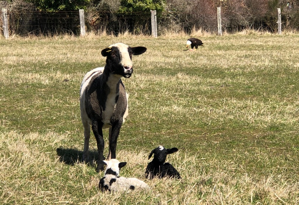 after-the-rain.org / Sheep with eagle