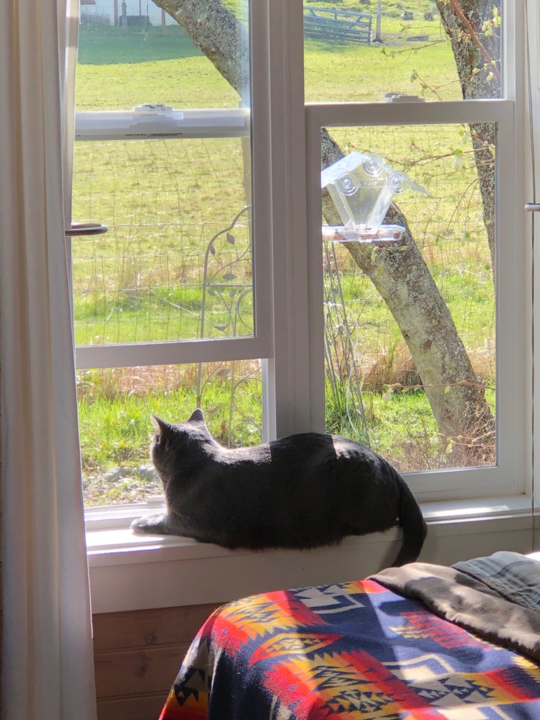 after-the-rain.org / Cat on a windowsill