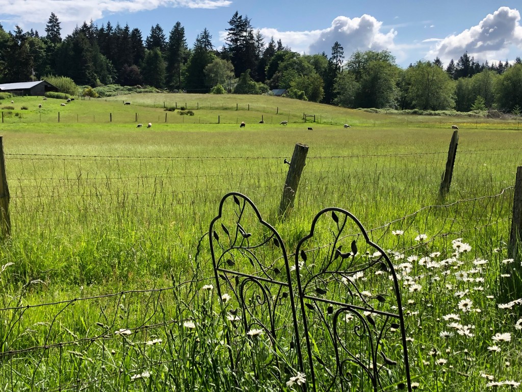 after-the-rain.org / Sheep pasture