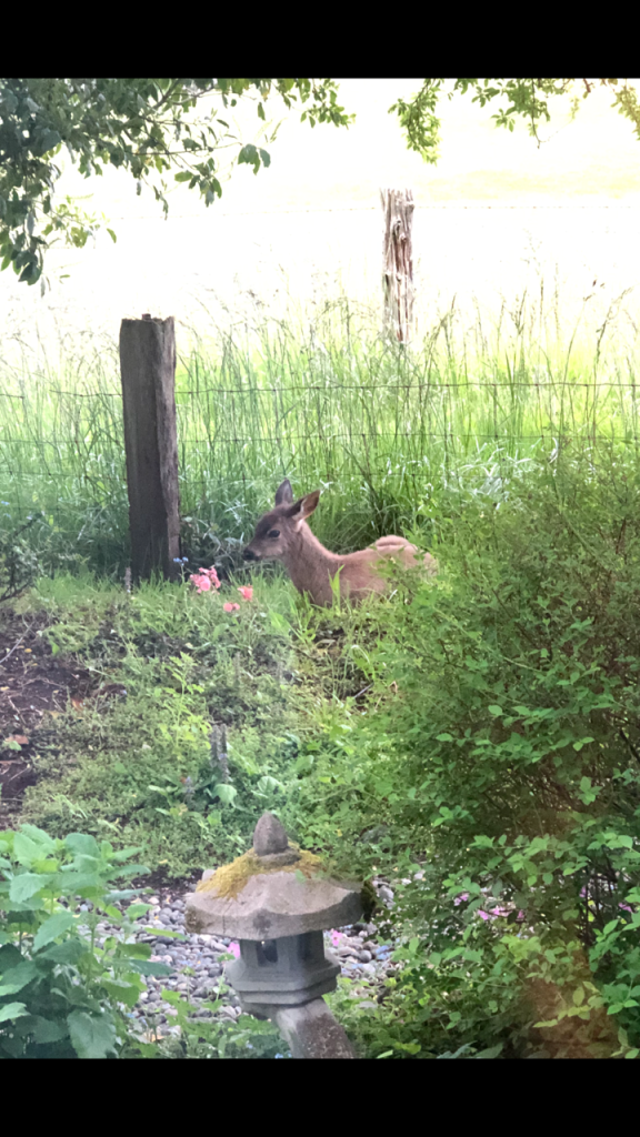 after-the-rain.org / Blacktail fawn