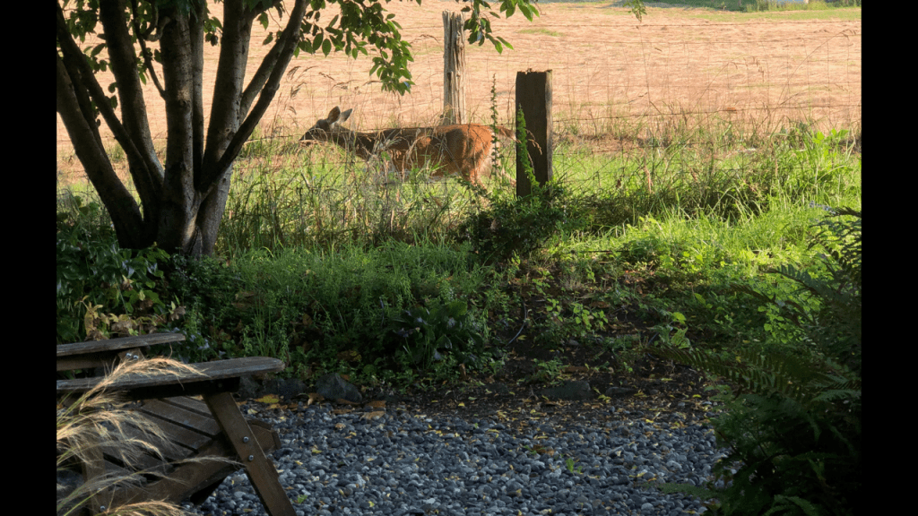 after-the-rain.org / Blacktail doe