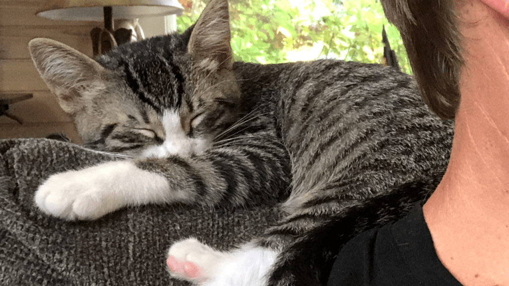 after-the-rain.org / New cat