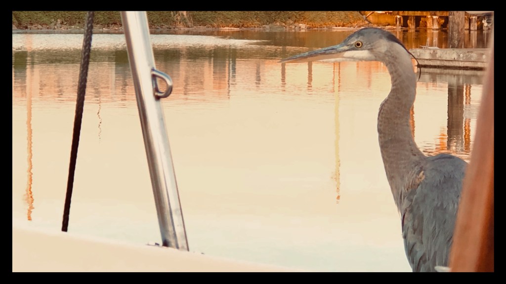 after-the-rain.org / Heron at the boat